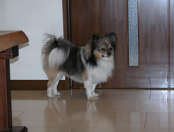 リュウの姿写真